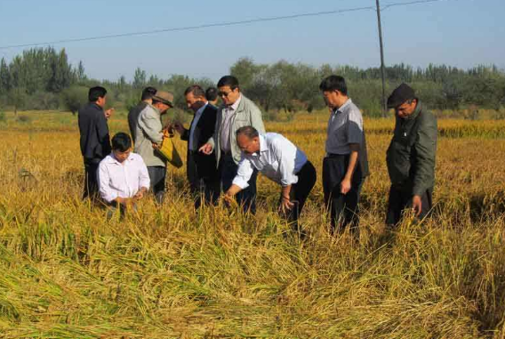 美國食用許可我國轉基因水稻，這些公司厲害了