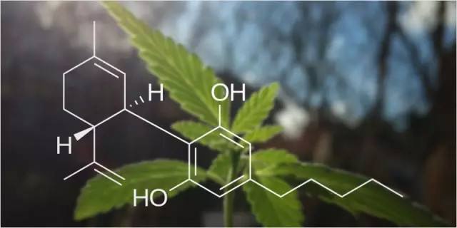 可口可樂之后美國政府也來助攻，大麻商業化再進一步