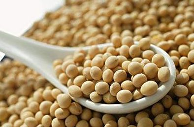 最新大豆期貨價格_8月24日大豆期貨行情查詢
