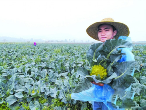 大學(xué)生創(chuàng)業(yè)：大學(xué)生潛心鉆研成新農(nóng)人 萬(wàn)斤優(yōu)質(zhì)蔬菜進(jìn)駐珠三角