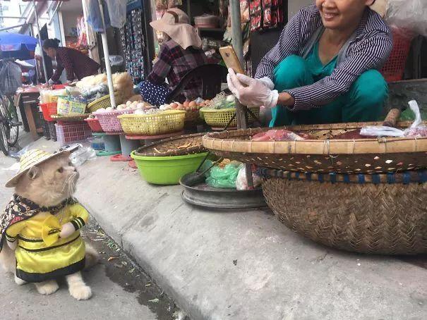 創意營銷：貓咪穿著衣服街頭賣魚 數錢數到手抽筋！