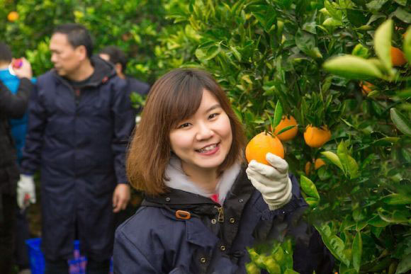 青年創業：劍橋女學霸返鄉創業 賣臍橙年入4000萬