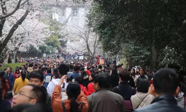 武大櫻花開放日火爆，催生網(wǎng)絡(luò)預(yù)約代搶服務(wù)