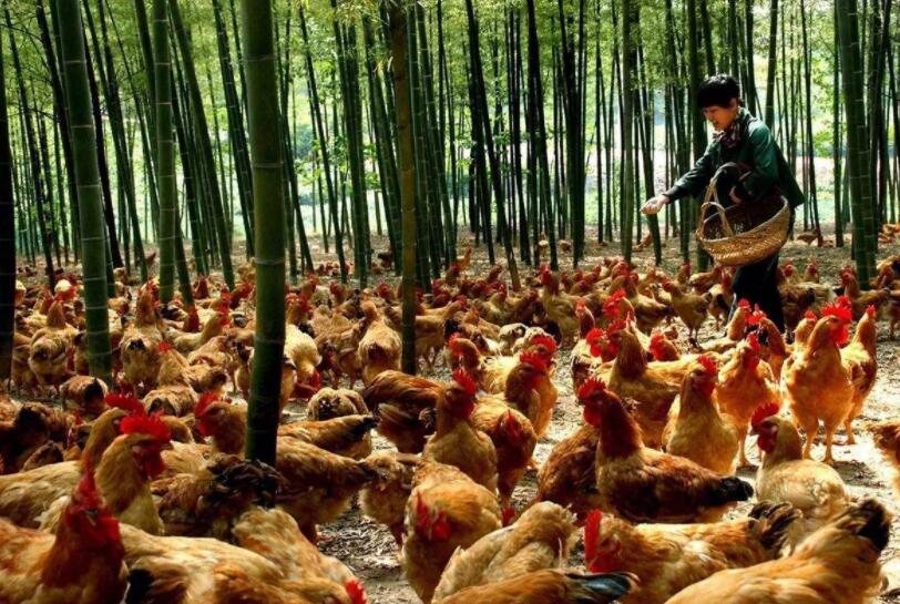 養雞概念股有哪些？養雞概念股票一覽表