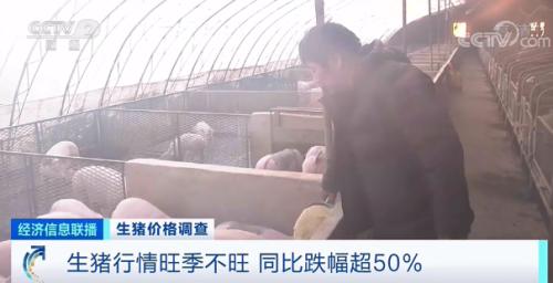 生豬行情旺季不旺同比跌幅超50% 生豬行情旺季不旺同比跌幅超50%