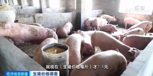現在的價格已經跌破了他的養殖成本線,如果按現在的行情賣,一頭豬就要虧損近200元。 現在的價格已經跌破了他的養殖成本線,如果按現在的行情賣,一頭豬就要虧損近200元。