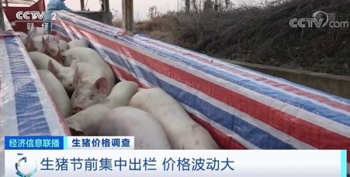 豬肉消費整體疲軟,直接壓制生豬價格的反彈。 豬肉消費整體疲軟,直接壓制生豬價格的反彈。
