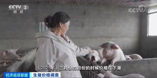 300斤重的豬,大概要虧上千元。 300斤重的豬,大概要虧上千元。