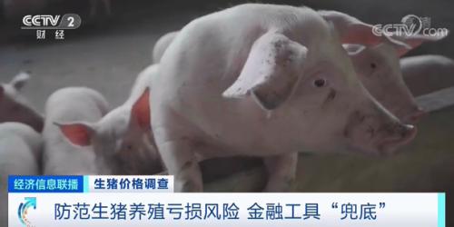 防范生豬養殖虧損風險 金融工具“兜底” 防范生豬養殖虧損風險 金融工具“兜底”