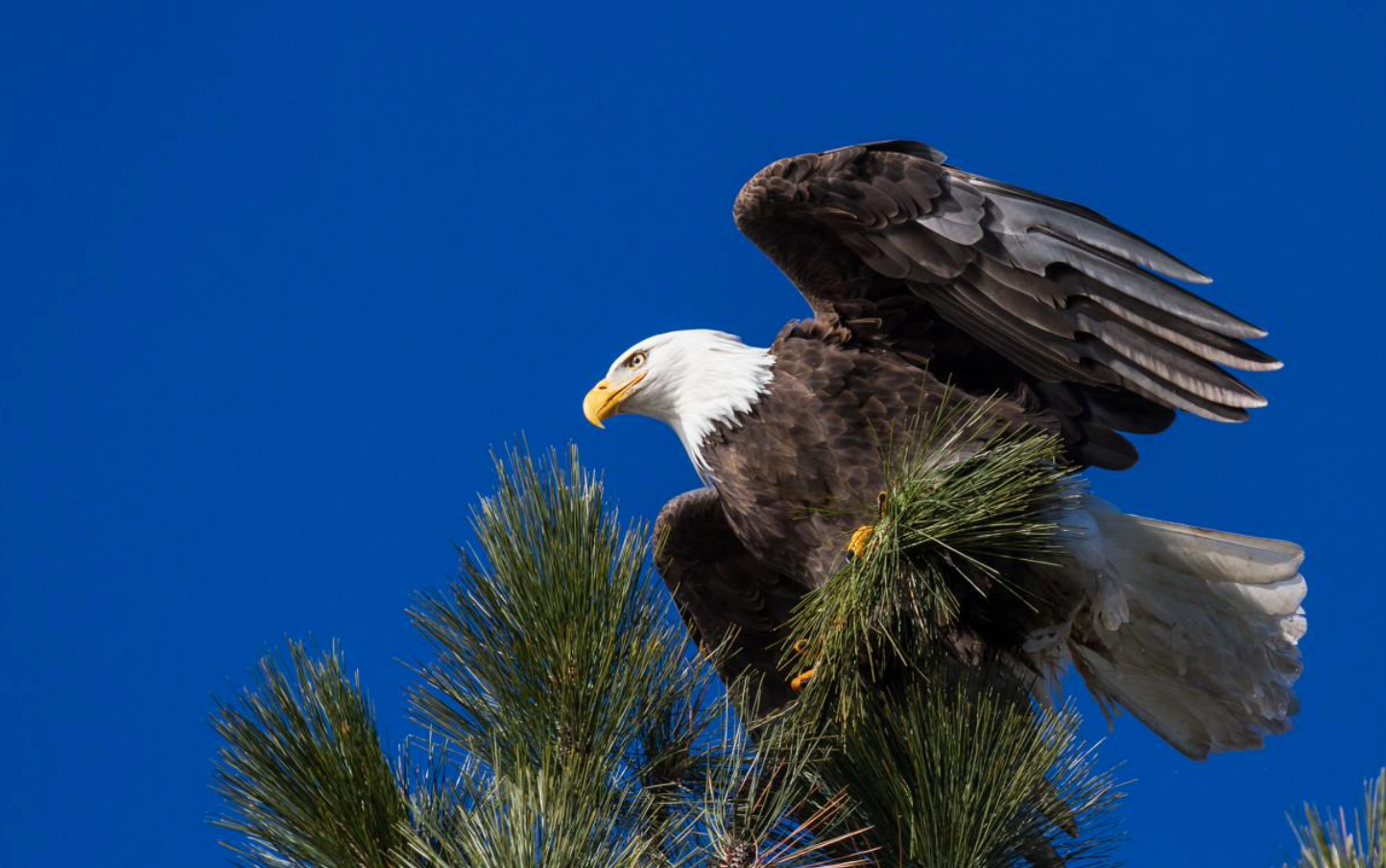 股市下跌，美元在全球衰退擔憂中回歸
