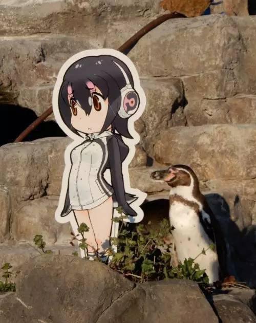 奇聞！企鵝愛上動漫女孩 將人形牌當成了失戀后寄托
