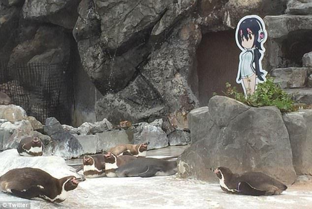 奇聞！企鵝愛上動漫女孩 將人形牌當成了失戀后寄托