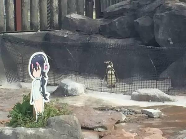 奇聞！企鵝愛上動漫女孩 將人形牌當成了失戀后寄托