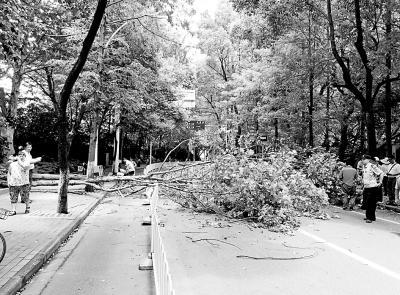 樹林也有保險 樹枝墜落砸傷快遞哥賠償問題 償 園林局：樹林有保險