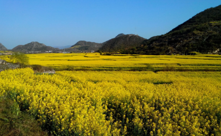 創業資訊：埋頭大山養蜂，收益一年頂打工十幾年