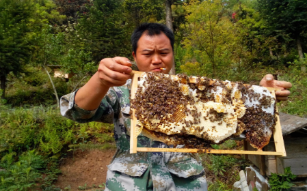 創業資訊：埋頭大山養蜂，收益一年頂打工十幾年