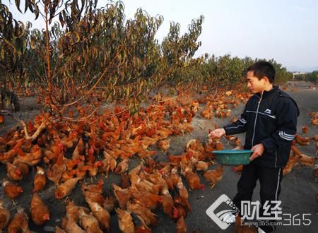 創業資訊：搞養殖創業失敗，因為你小瞧了養殖！