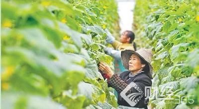 創業資訊|農民創業星火燎原 ！“雙創”主力軍致富奔小康