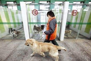 國慶特輯：你們都去玩了 寵物還好嗎？寄養(yǎng)最高900元！