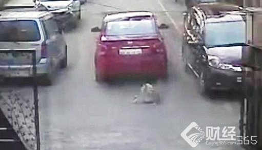 藏羚羊遭碾壓 盤點無情車主慘不忍睹的惡劣行為！