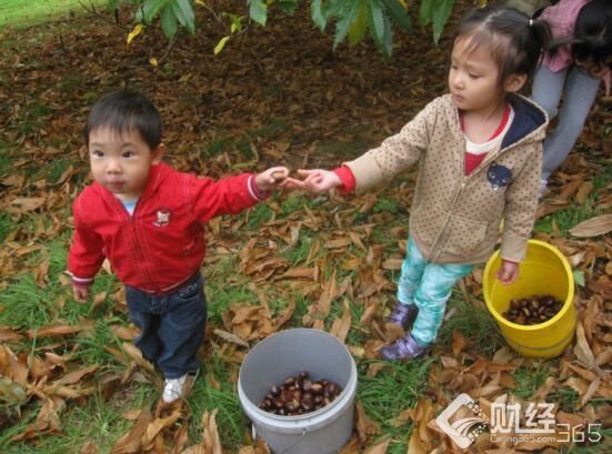 創業資訊|“一語驚醒夢中人”！大學生由板栗走上創業路