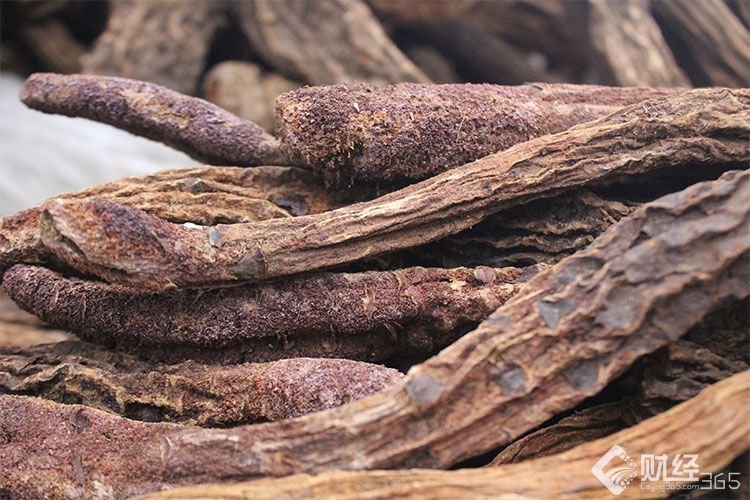 “水漲船高”，人工貴，鎖陽也貴；鎖陽貴，人工也跟著貴！