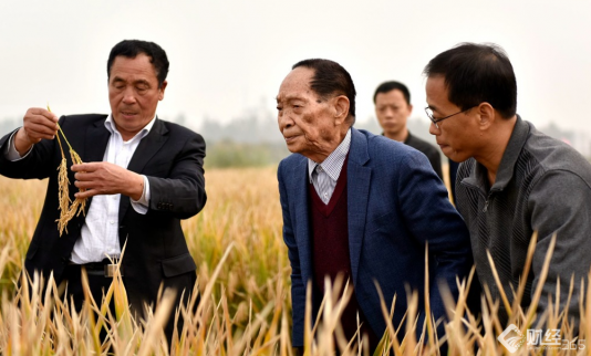 畝產千斤！袁隆平團隊超級雜交稻創世界紀錄