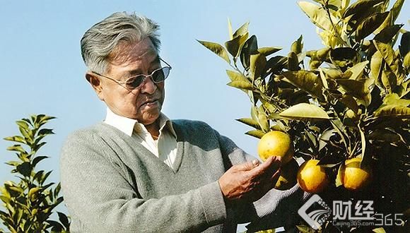 “閑不住”的褚時健：昔日煙草大王，今日中國橙王 