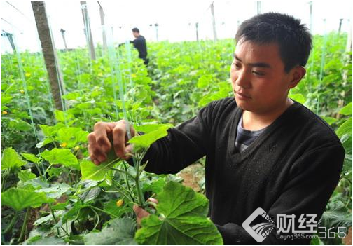 創業資訊|“收糞大學生”種黃瓜，售價貴一倍，銷量還倍棒！