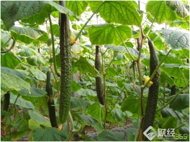 創業資訊|“收糞大學生”種黃瓜，售價貴一倍，銷量還倍棒！