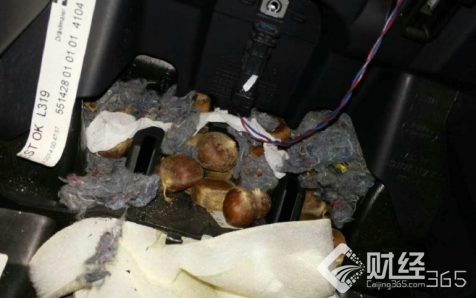 大千世界奇葩多 老鼠住豪車 人住“大閘蟹”！