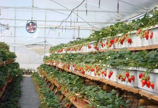 由打工仔變草莓專家 年入30萬，開啟“莓”好時光