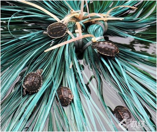 創(chuàng)業(yè)資訊：“90后”大學(xué)生創(chuàng)業(yè)，不當(dāng)白領(lǐng)做‘龜農(nóng)’