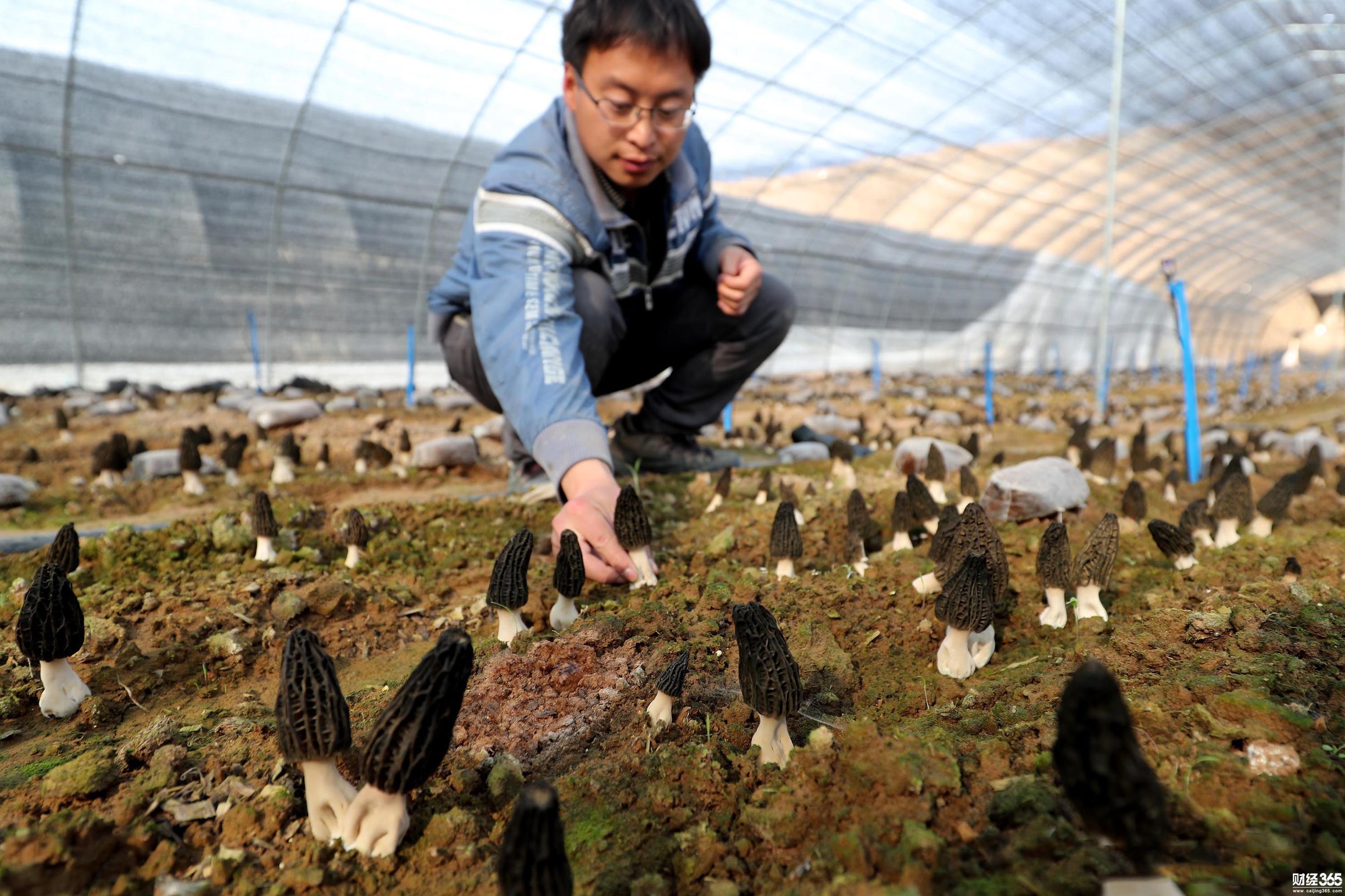 大學生創業：學的造飛機，畢業卻返鄉種羊肚菌 一年收入達百萬
