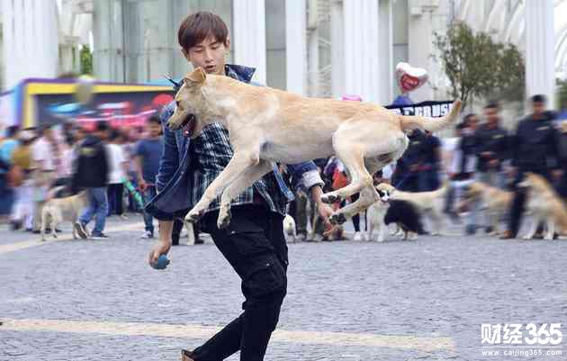 創業資訊：與寵物犬“打成一片” 訓犬師年入可達40萬！