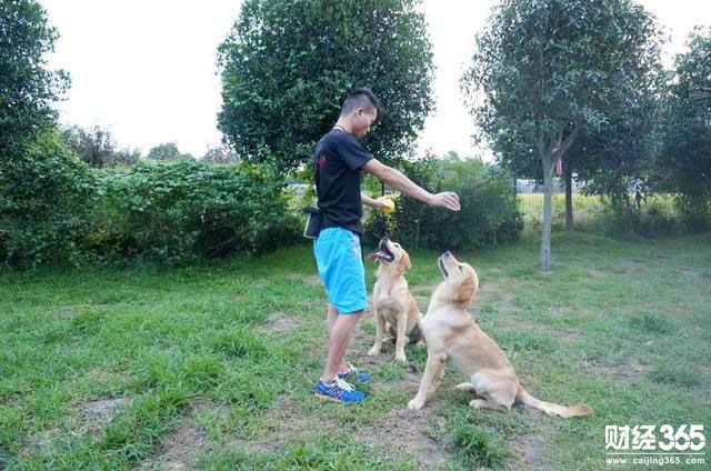 創業資訊：與寵物犬“打成一片” 訓犬師年入可達40萬！