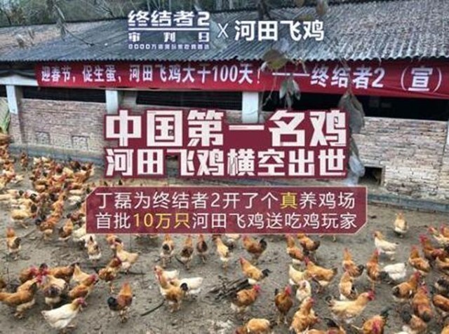 創業資訊：網易否認投資養雞 目前仍以養豬為主