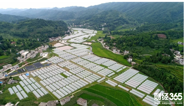 恒大援建的蔬菜基地