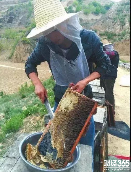 大學(xué)生創(chuàng)業(yè)：90后夫妻辭職回鄉(xiāng)趕蜂，年賣20噸蜂蜜收入過百萬