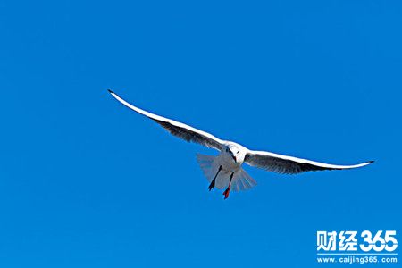 陸睿銘：1.15現貨黃金原油齊飛，倫敦金國際原油分析建議參考