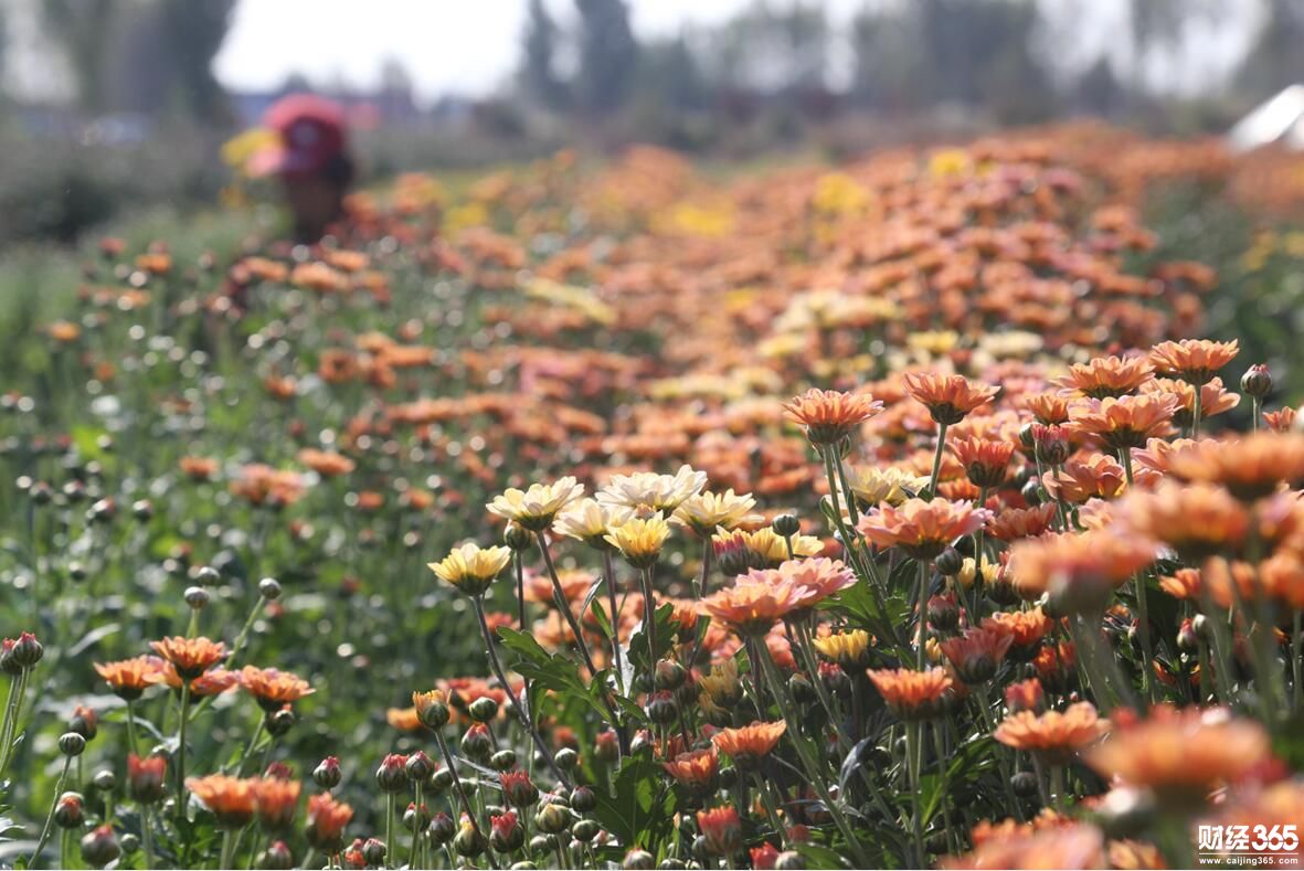 創業資訊：企業家變身花農，種花300萬株，仨月賺回數百萬元！