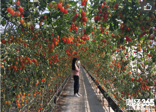 農村創業：聽著音樂吃著雞蛋蜜糖長大！這還是蔬菜水果嗎？