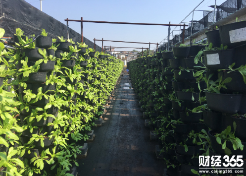 農村創業：聽著音樂吃著雞蛋蜜糖長大！這還是蔬菜水果嗎？