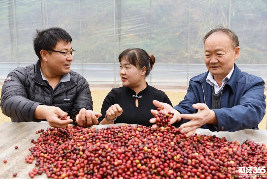 創業資訊：中國普洱也盛產咖啡豆，農戶種植咖啡脫貧增收
