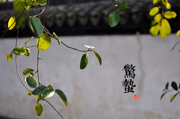 黃金市場艾略特波浪理論的頂峰“有根系統”！