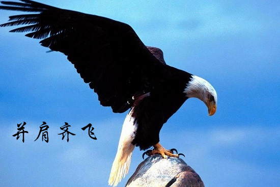 曾芷蔓：3.9黃金遭美元強勢打壓，1319不是底，下一步1316！