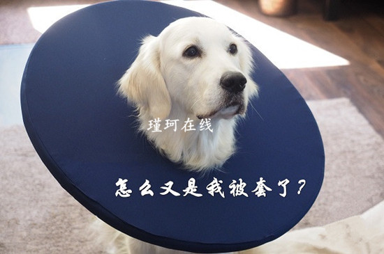周瑾珂：3.14黃金昨夜V型低位套，恐怖之夜是機會，又該如何翻身？