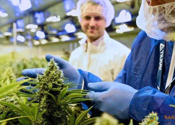 工業大麻概念股
