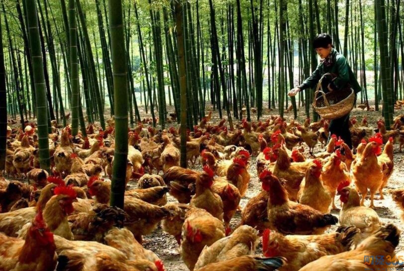 養雞概念股有哪些？養雞概念股票一覽表