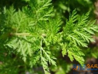 青蒿素概念股票有哪些-青蒿素概念股票龍頭及上市公司